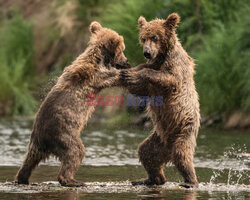 Niedźwiadki biją się w wodzie