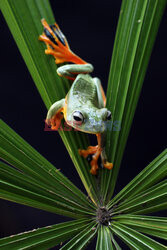 Latająca żaba przeciska się przez liście