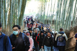 Turyści w lesie bambusowym w Kioto