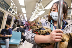 O zwierzętach, które jeździły metrem