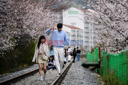 Kwitnące wiśnie w Seulu