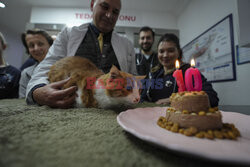 Kot bez przednich łap świętuje 10. urodziny