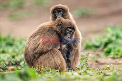 Mała małpka przytula się do matki