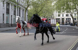 Konie biegły po centrum Londynu