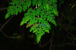Moringa olejodajna - drzewo życia