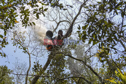 Zbieranie dzikiego miodu w lesie Sundarbans w Bangladeszu
