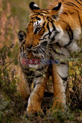 Tygrysia rodzina z Parku Narodowego w Indiach