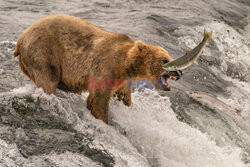 Niedźwiedź próbuje złapać łososia
