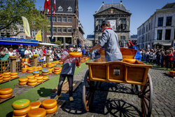 Targ serów w Goudzie w Holandii