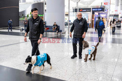 Psy terapeutyczne na lotnisku w Stambule