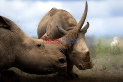 Relaks nosorożców