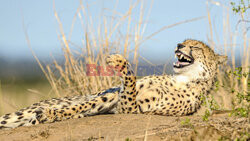Gepard śmieje się do rozpuku