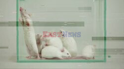 Płyn rdzeniowy młodych myszy na odwrócenie utraty pamięci związanej z wiekiem - Cover Images