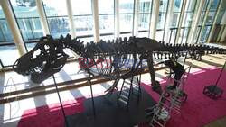 'Trinity' T-Rex skeleton goes on show in Zurich ahead of auction - AFP
