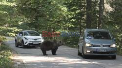 'Bears endanger our lives': In Romania, brown bear attacks are on the rise - AFP