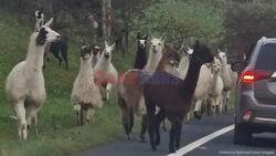 Llamas Go Bananas And Hold Up Traffic After Escaping From Cumbria Farm
