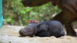 Rare birth gives hope to conserve critically endangered Indonesian rhinos - AFP