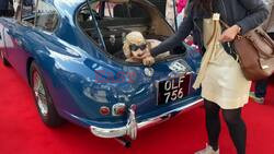A rather cool-looking dog posing with sunglasses in a classic Aston Martin at the Saville Row car show.