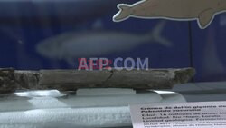 16-million-year-old dolphin skull found in the Peruvian Amazon - AFP