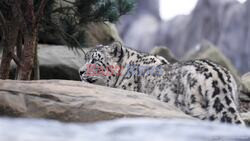 Chester Zoo's First Ever Snow Leopards Move In