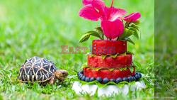 Tiny Tortoise Shell-eberates 2nd Birthday