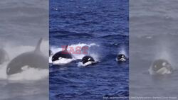 Sperm Whales Thwart Killer Whale Attack With Poo-Clear Deterrent