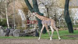 Baby Giraffe Kicks Up Her Heels In First Outdoor Adventure At Chester Zoo