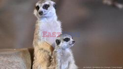 Adore The Meerkat! Cute Critters Born At Brookfield Zoo
