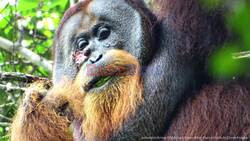 Orangutan Found Medically Treating Wound In Scientific First