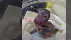 Extinct In The Wild Chick Hatches Ahead Of Hopeful First Wild Release