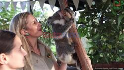 Hand-Raised Koala Joey Relocated To New Habitat At Australian Zoo