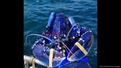 Fisherman Catches Rare 'One In Two Million' Blue Lobster Off British Coast
