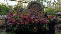 Kew's Peruvian orchid festival returns to brighten the winter months at Kew Gardens