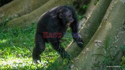Mon-Keyth Moon! Chimpanzees Are Expert Drummers, Scientists Find