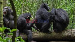 Chimpanzees Filmed 'Using Leaves Like Toilet Paper'