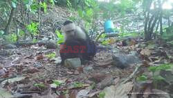 Gone Monkey Gone! Capuchin Named 'Joker' Sparks Cruel Baby Howler Monkey Abduction Fad On Panamanian Island