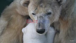 Britain's Oldest Polar Bear Dies Aged 28