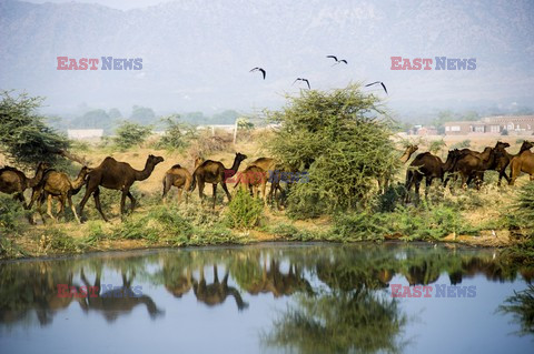 Targi wielbłądów w Indiach - Eyevine
