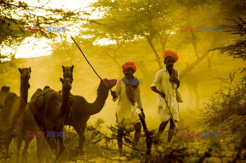 Targi wielbłądów w Indiach - Eyevine