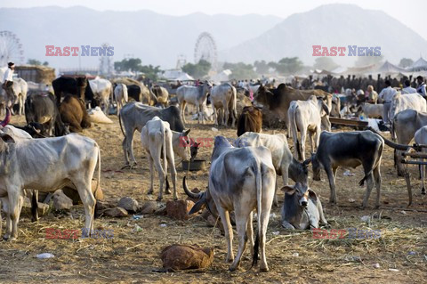 Pushkar Horse and Camel Fair