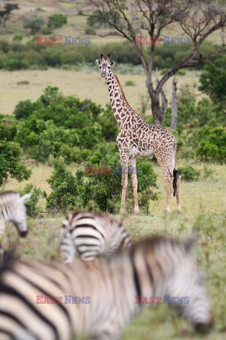 Massai Mara National reserve