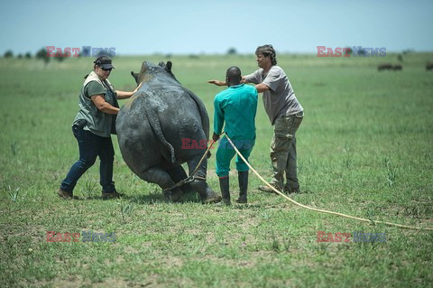 Prywatna farma nosorożców - AFP