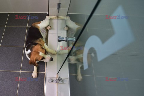 Klonowanie psów w Korei Południowej - AFP