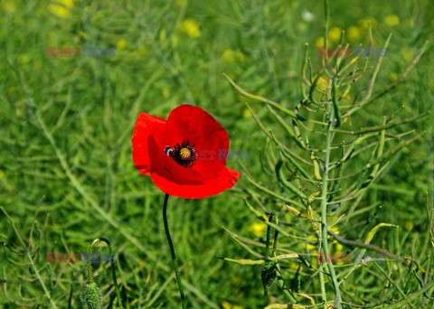 Przyroda MaBa