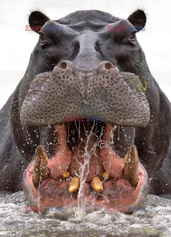 Bliskie spotkania z hipopotamami