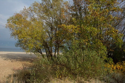 Pomorze MarMi