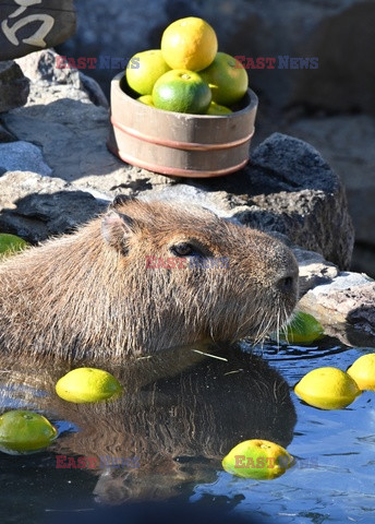 Kapibary w kąpieli