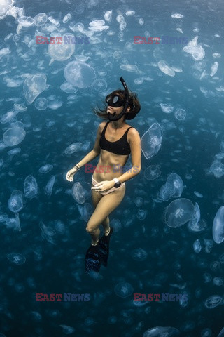 Pływanie z meduzami