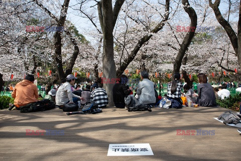 Japończycy gromadzą się, by podziwiać kwitnące wiśnie