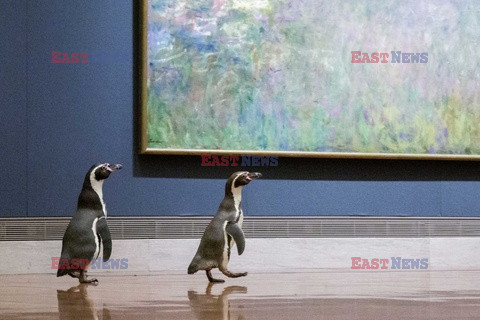 Pingwiny z Missouri z wizytą w muzeum